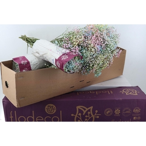 Gy Xl Rainbow Pastel 40gr Box