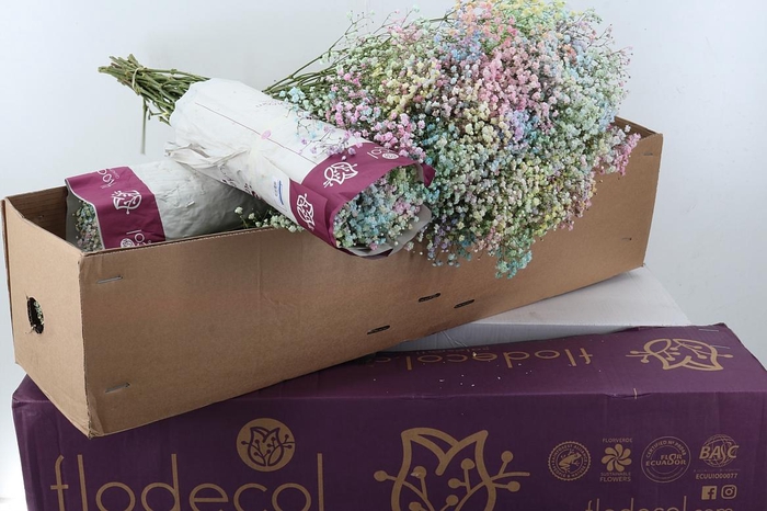 <h4>Gy Xl Rainbow Pastel 40gr Box</h4>