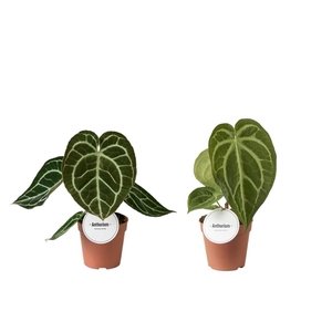 Anthurium Mix