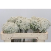 Ozothamnus Booming White