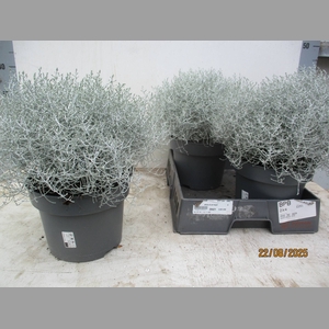 LEUCOPH BROWNII