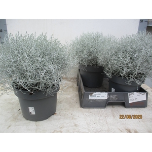 LEUCOPH BROWNII
