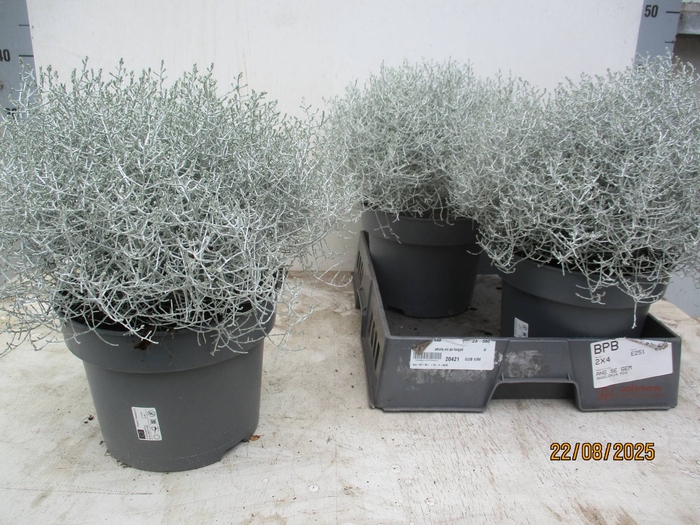 <h4>LEUCOPH BROWNII</h4>