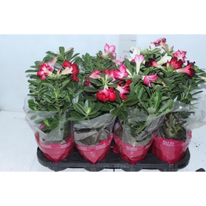 CELOSIA P14 VARIADO