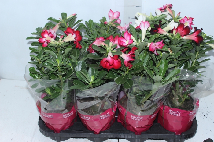 <h4>CELOSIA P14 VARIADO</h4>