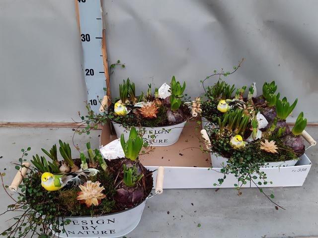 Arr Bol Knol In Zinken Hengsel Bak Ovaal