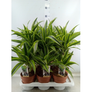 Dracaena fr de 'LemonLime'