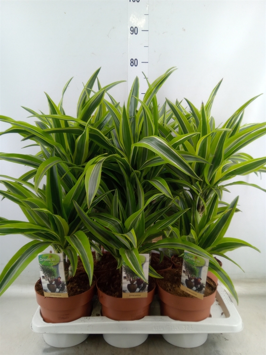 <h4>Dracaena fr de 'LemonLime'</h4>