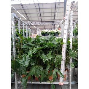 Philodendron xanadu
