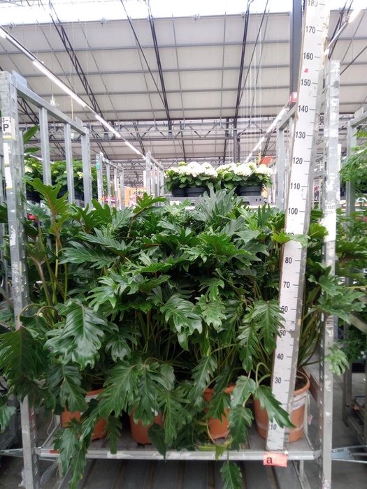 <h4>Philodendron xanadu</h4>