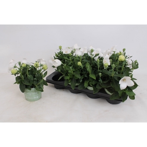PLATYCO GR ASTRA WHI
