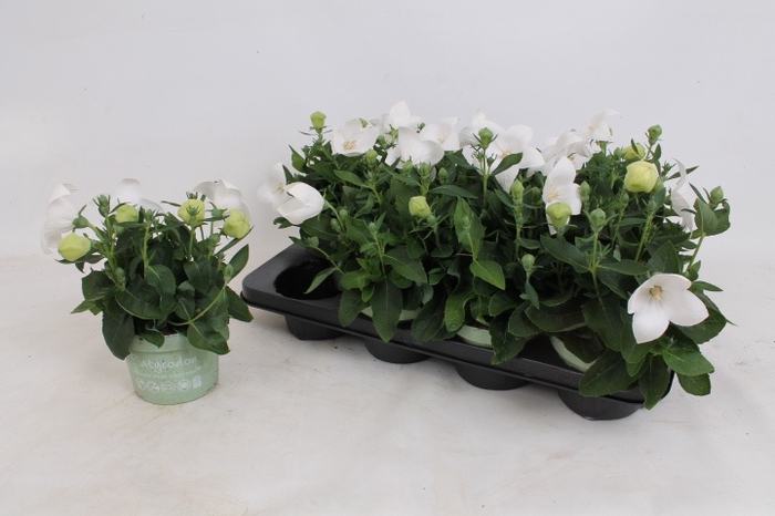 <h4>PLATYCO GR ASTRA WHI</h4>