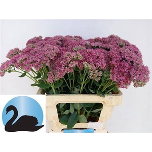 Sedum T Mun D Red