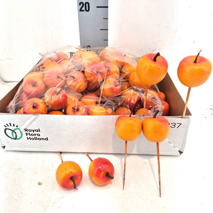 <h4>POMPOEN OP KORTE STOK</h4>