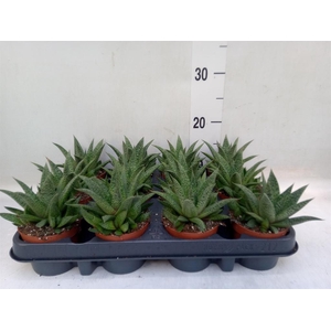 Gasteria