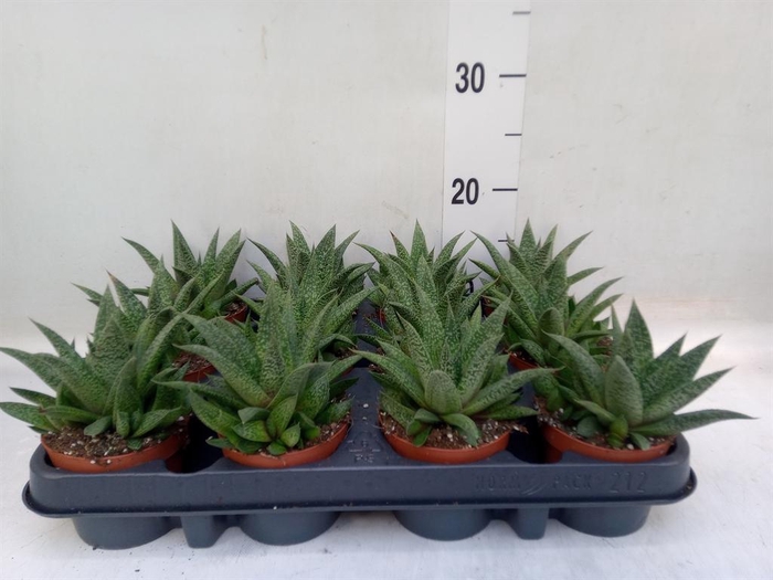 <h4>Gasteria</h4>