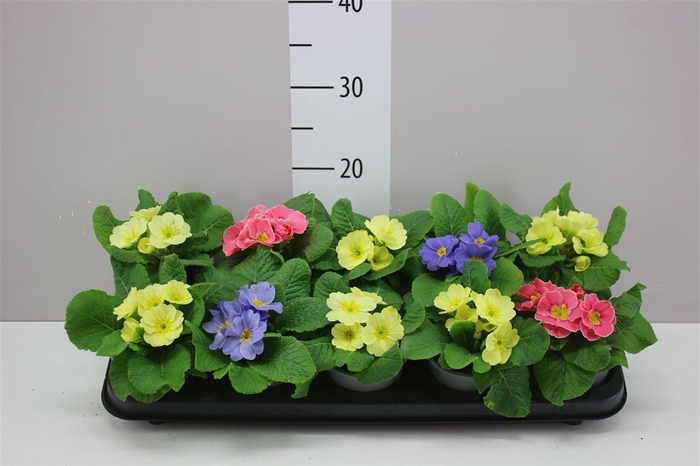 <h4>Primula Ac Candy Gemengd</h4>