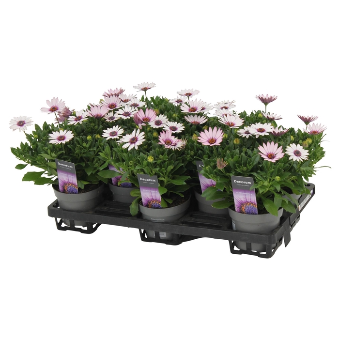 <h4>Osteospermum Quinty Decorum</h4>