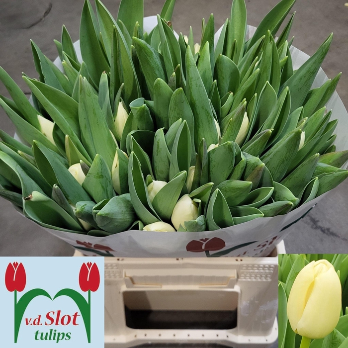 <h4>TU EN YANKEE</h4>