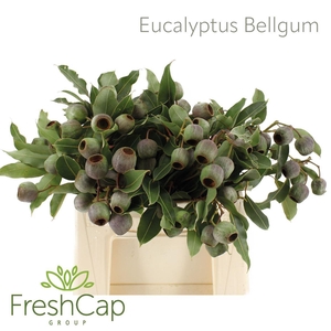 Eucalyptus overig met bes
