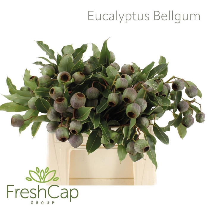 <h4>Eucalyptus overig met bes</h4>