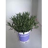 Lavandula angustifolia Hidcote