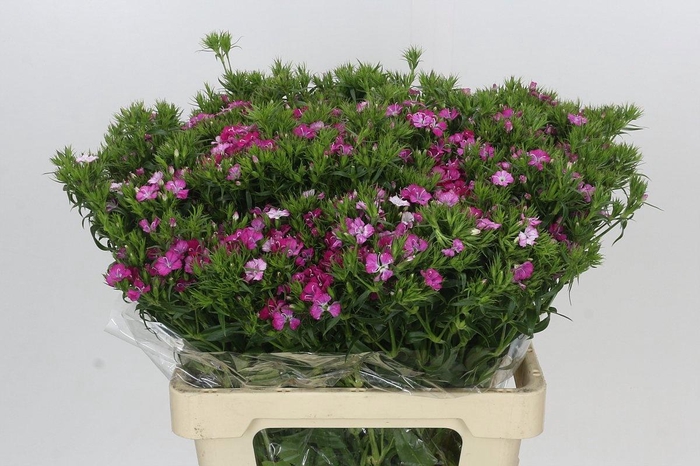 <h4>DI BARB AM ROSE</h4>