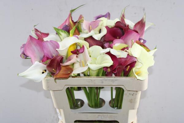 <h4>Zant Gemengd In Bos</h4>