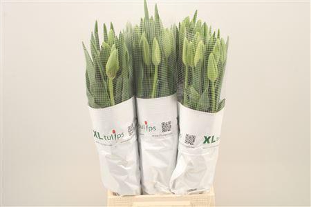 <h4>Tu Fr En Ouveze</h4>