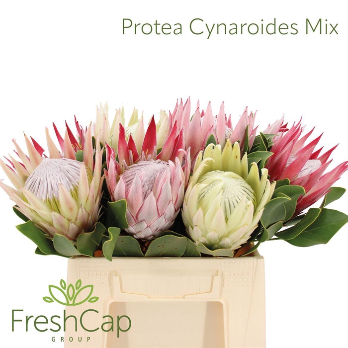 <h4>Protea Cynaroides Mix</h4>