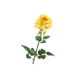 Rosa Yellow