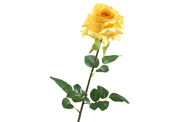 <h4>Rosa Yellow</h4>