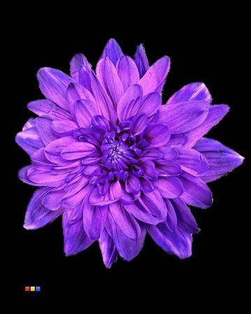 <h4>Chr T Baltica Milka</h4>