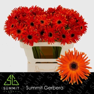 Gerbera Pastini Emilia Half doos