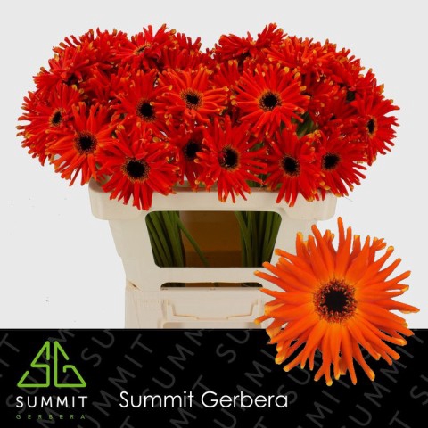 <h4>Gerbera Pastini Emilia Half doos</h4>