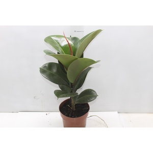 FICUS ELASTICA CLOE P17