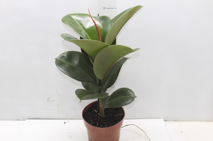 <h4>FICUS ELASTICA CLOE P17</h4>