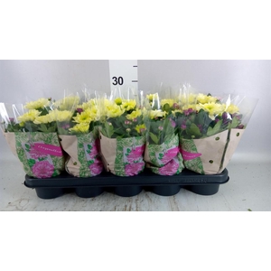 Chrysanthemum  'Mnt Aubisq'  ..mx/p