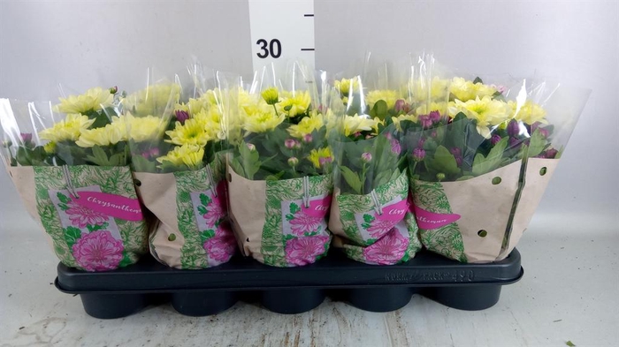 <h4>Chrysanthemum  'Mnt Aubisq'  ..mx/p</h4>