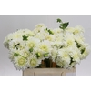 Dahlia White Cap