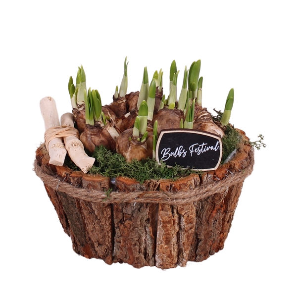 <h4>Bulbs Arr. Narcis Wooden Natural Bark Boat with Rope Ø20cm</h4>