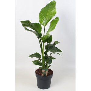 Strelitzia nicolai 21 cm 3 pp