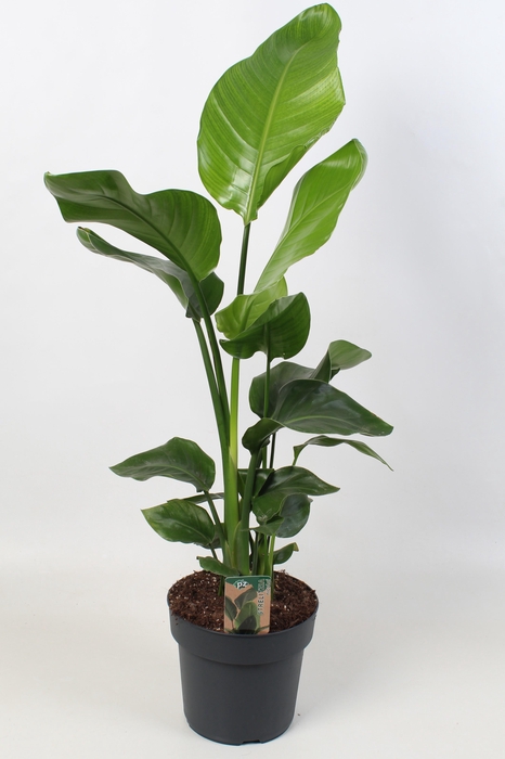 <h4>Strelitzia nicolai 21 cm 3 pp</h4>