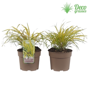 Hakonechloa macra 'Aureola'