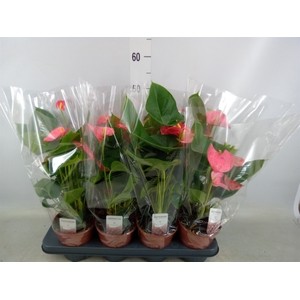 Anthurium andr. 'Arisa Pink'