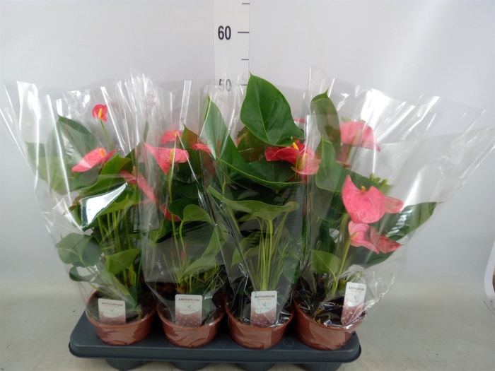 <h4>Anthurium andr. 'Arisa Pink'</h4>