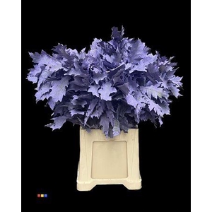 Quercus Klb Frosted Lavender 80cm GK