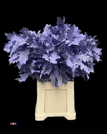 <h4>Quercus Klb Frosted Lavender 80cm GK</h4>