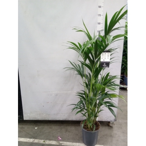 Howea forsteriana