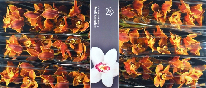 <h4>CYMB T MANON</h4>